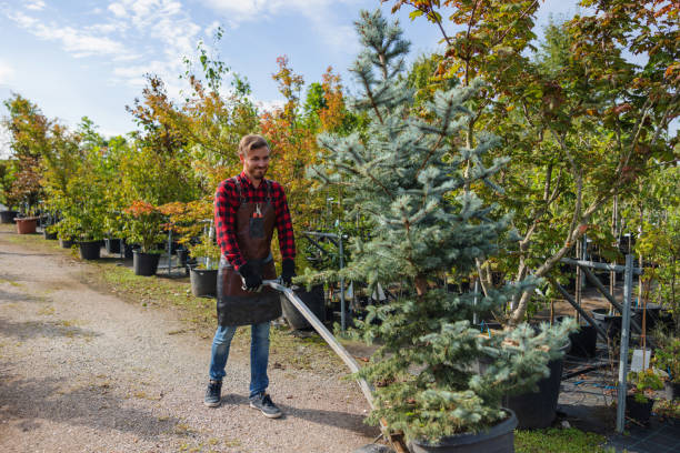 Best Arborist Consultation Services  in Temelec, CA